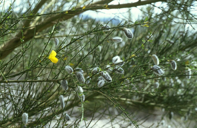 Cytisus striatus 2.jpg &copy; Franz Xaver