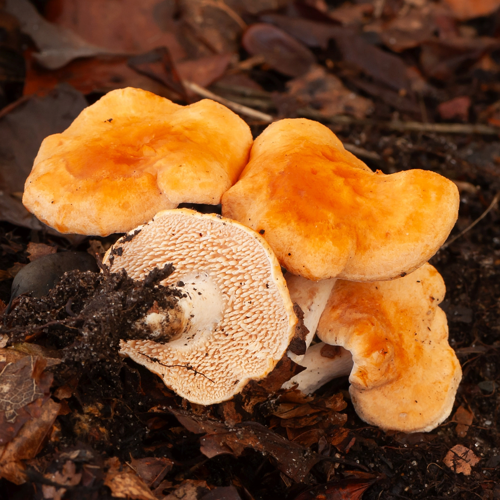 Hydnum rufescens Pers., 1800 &copy; Wijnand van Buuren