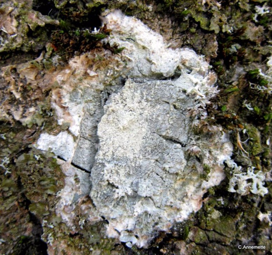 Lepra albescens, DMS-9192363 &copy; Annemette N. Jensen