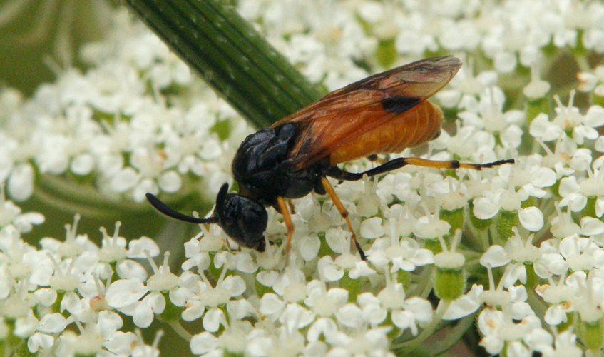 Arge melanochra (Gmelin, 1790) &copy; Sandra Brennand