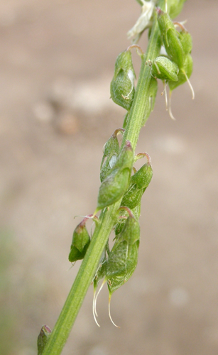 Melilotus altissimus Thuill., 1799 &copy; Bert Verbruggen