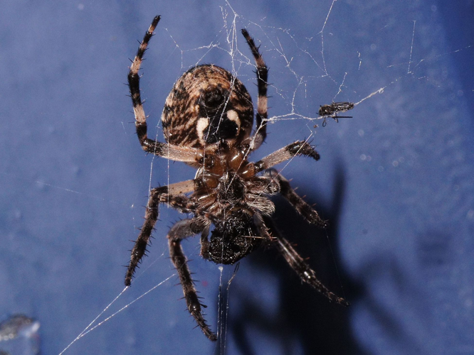 Larinioides sclopetarius (Clerck, 1758) &copy; Hans Jonkman