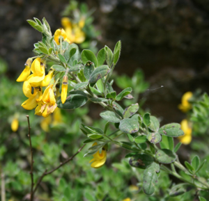 Cytisus villosus 3.jpg © Franz Xaver