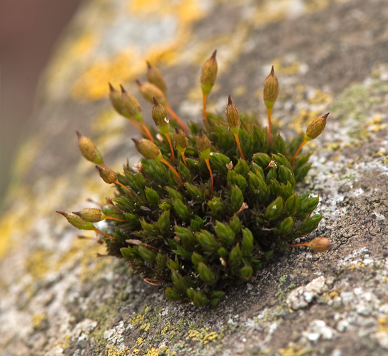 Orthotrichum anomalum Hedw., 1801 &copy; Wijnand van Buuren
