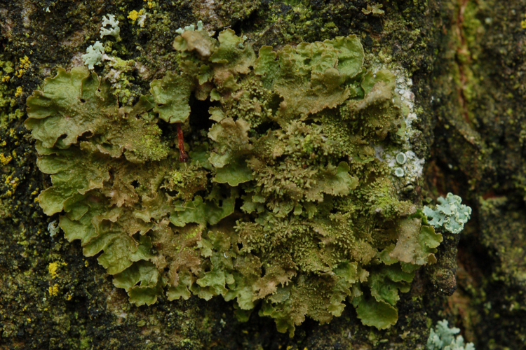 Melanohalea exasperatula (Nyl.) O.Blanco, A.Crespo, Divakar, Essl., D.Hawksw. & Lumbsch, 2004 &copy; Jan van Asselt