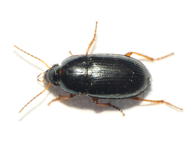 Amara lucida (Duftschmid, 1812) &copy; Dick Belgers