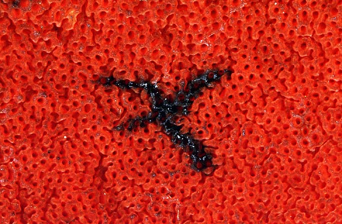 Neoboletus erythropus, JHP-92.260 &copy; MycoKey / Jens H. Petersen