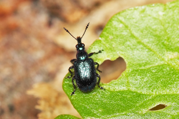 Lasiorhynchites sericeus (Herbst, 1797) &copy; Marijke Kanters