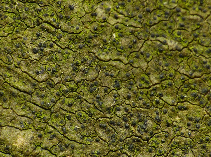 Porina aenea (Körb.) Zahlbr., 1922 &copy; Dick Belgers