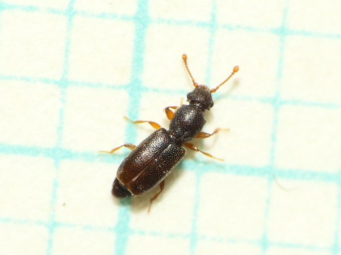 Monotoma longicollis (Gyllenhal, 1827) &copy; Dick Belgers
