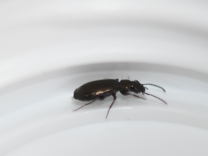 Syntomus foveatus (Geoffroy in Fourcroy, 1785) &copy; Louis Westgeest