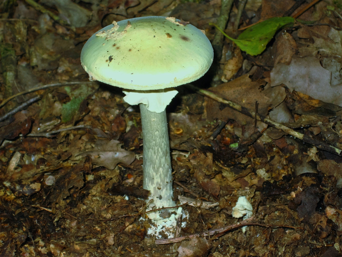 Amanita phalloides (Vaill. ex Fr.) Link, 1833 &copy; Martien van den Heuvel