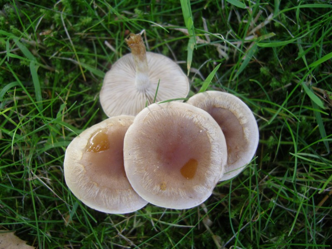 Hebeloma mesophaeum (Pers.) Quél., 1872 &copy; Tjerk Nawijn