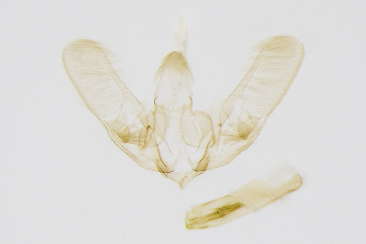 Pyrausta virginalis Duponchel, 1832 &copy; Steeman Chris