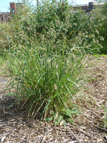 DactylisGlomerataIreland.JPG &copy; Notafly2