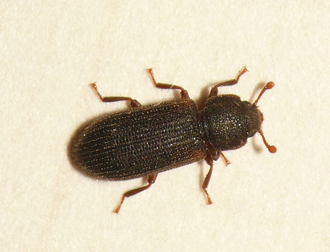 Synchita humeralis (Fabricius, 1792) &copy; Dick Belgers