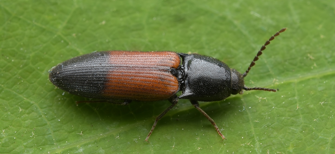 Ampedus balteatus (Linnaeus, 1758) &copy; Laurens van der Linde