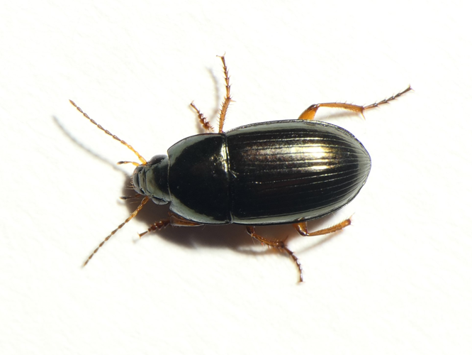 Amara familiaris (Duftschmid, 1812) &copy; Dick Belgers