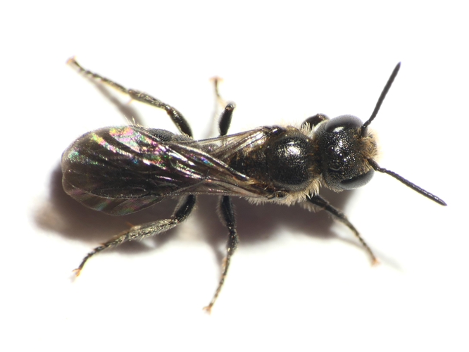 Chelostoma campanularum (Kirby, 1802) &copy; Dick Belgers