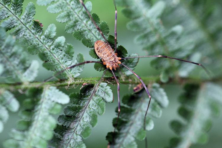 Opilio canestrinii (Thorell, 1876) &copy; Annemieke Hoozemans