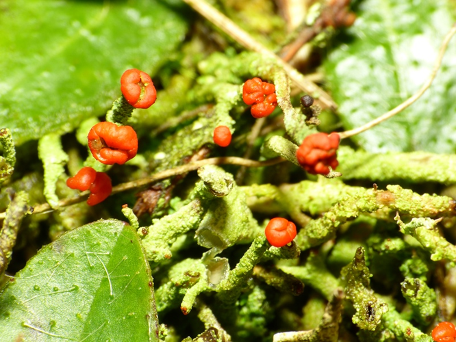 Cladonia floerkeana (Fr.) Flörke, 1828 &copy; Dick Belgers