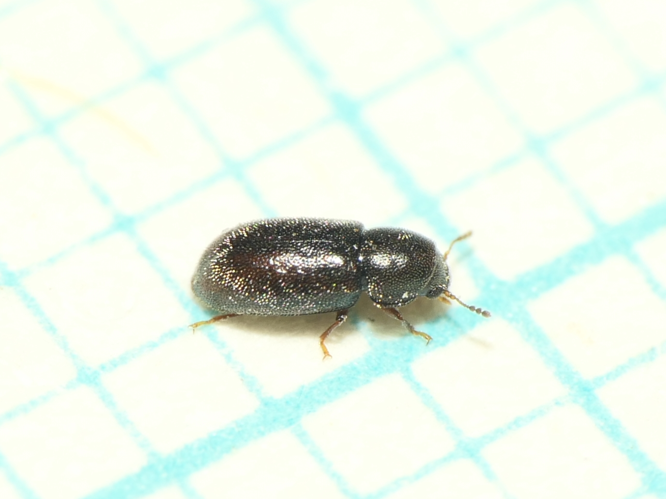 Cis vestitus Mellié, 1848 &copy; Dick Belgers