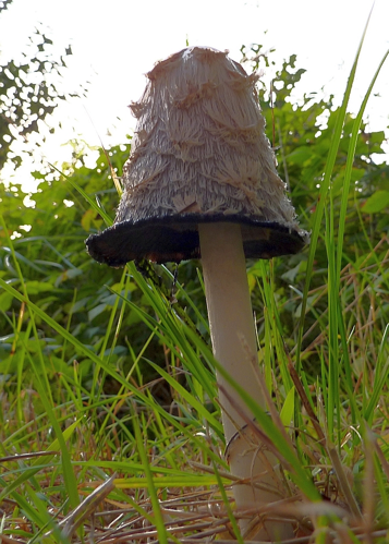 Coprinus comatus (O.F.Müll.) Pers., 1797 &copy; Hans Jonkman
