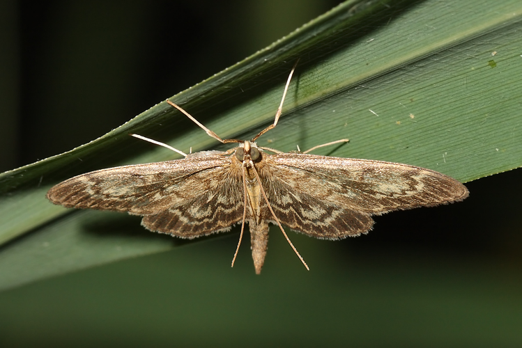 Anania lancealis (Denis & Schiffermüller, 1775) &copy; Marijke Kanters