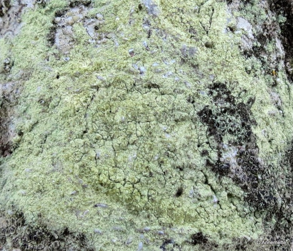 Lecanora compallens, DMS-9188703 &copy; Annemette N. Jensen