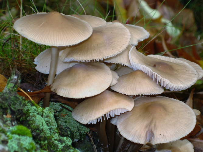 Mycena galericulata (Scop.) Gray, 1821 &copy; Martien van den Heuvel