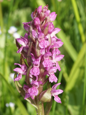 Dactylorhiza incarnata 190505.jpg © Commons