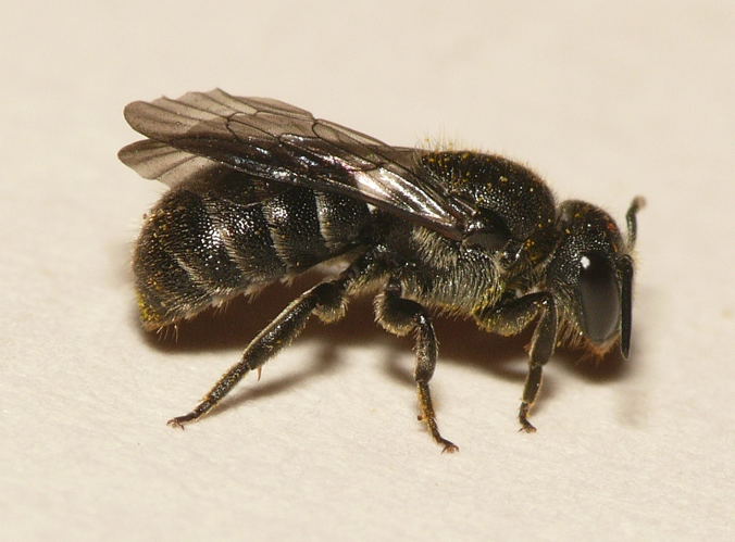 Stelis breviuscula (Nylander, 1848) &copy; Dick Belgers