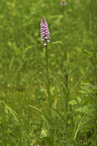 Dactylorhiza maculata LC0232.jpg &copy; Jörg Hempel