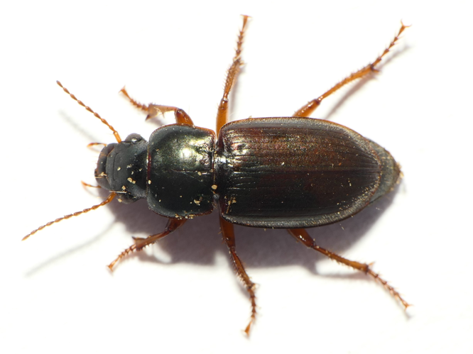 Harpalus affinis (Schrank, 1781) &copy; Dick Belgers