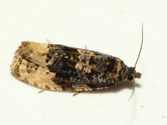 Hedya ochroleucana (Frölich, 1828) &copy; Dick Belgers