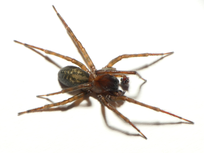 Amaurobius ferox (Walckenaer, 1830) &copy; Dick Belgers