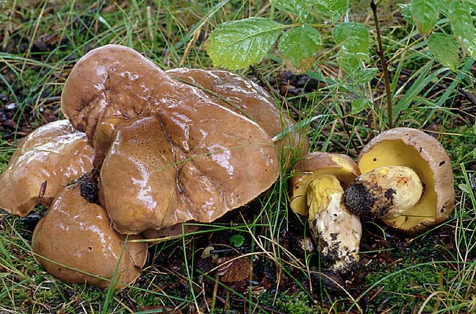 Butyriboletus appendiculatus, JHP-97.144 &copy; MycoKey / Jens H. Petersen