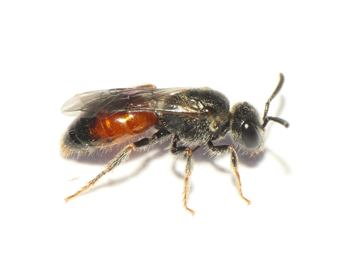 Sphecodes crassus Thomson, 1870 &copy; Dick Belgers