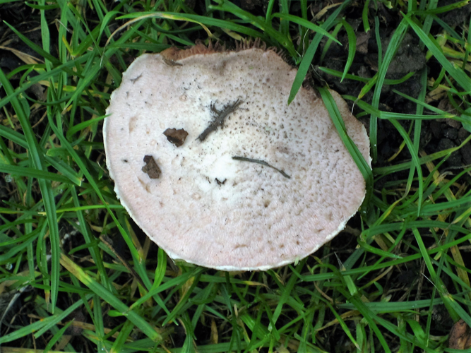 Agaricus campestris L., 1753 &copy; Martien van den Heuvel