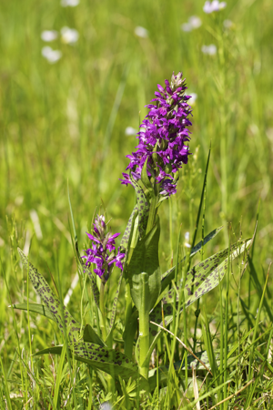Dactylorhiza majalis LC0269.jpg © Jörg Hempel