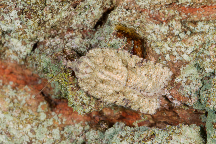 Acleris literana (Linnaeus, 1758) &copy; Sandra Lamberts