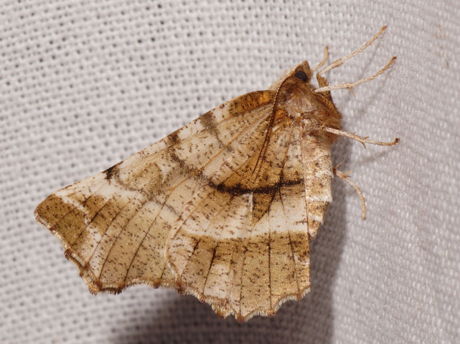 Selenia dentaria (Fabricius, 1775) &copy; Hans Jonkman