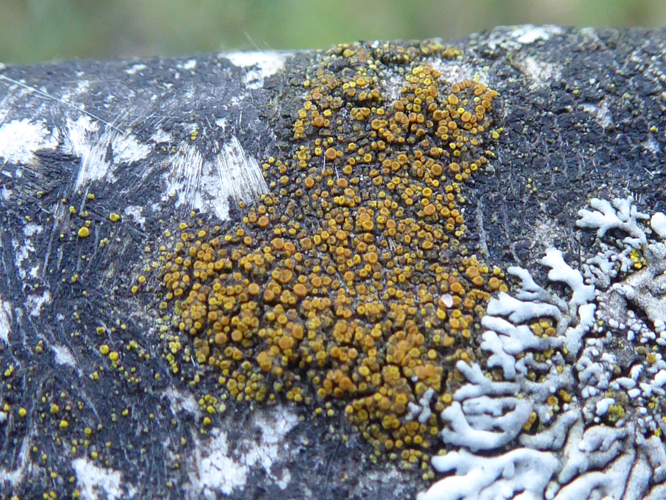 Athallia holocarpa (Hoffm.) Arup, Frödén & Søchting, 2013 &copy; Tjerk Nawijn