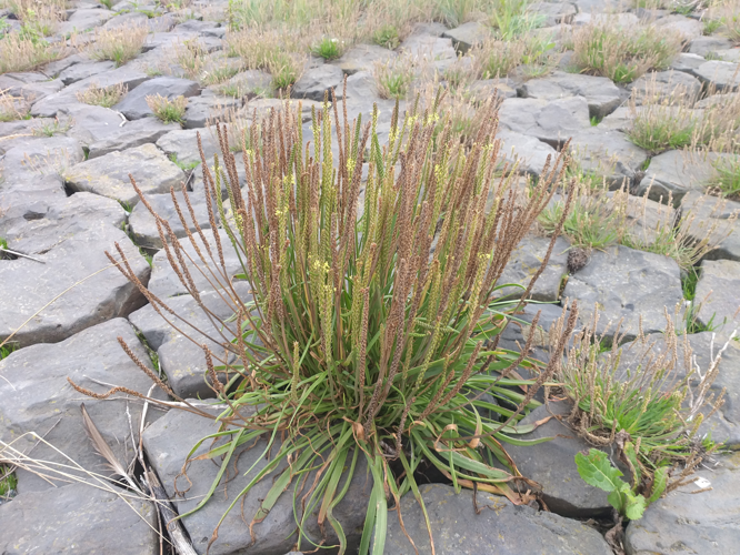 Plantago maritima L., 1753 &copy; Dick Belgers