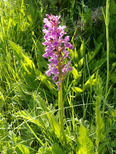 Dactylorhiza occitanica 1.jpg &copy; No machine-readable author provided. DavidDelon assumed (based on copyright claims).