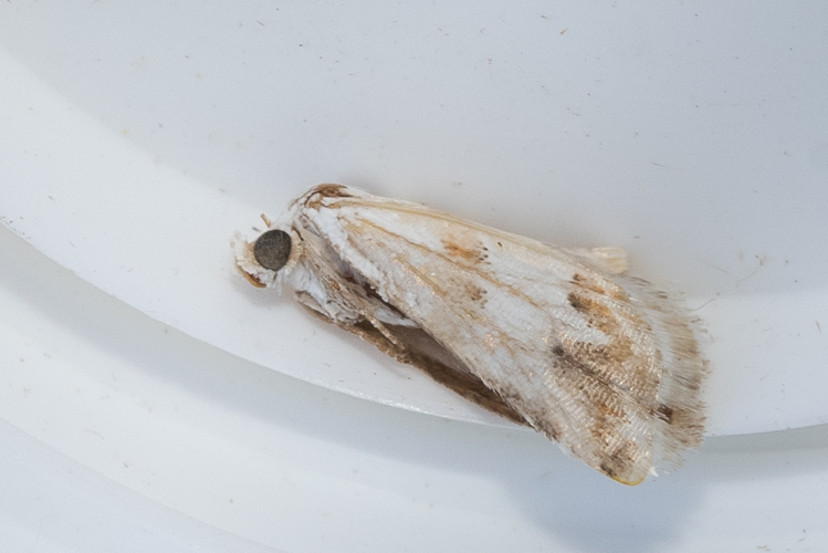 Eublemma candidana (Fabricius, 1794) &copy; Steeman Chris