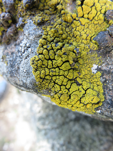 Candelariella coralliza, DMS-9221505 &copy; Lone Melchior Hvidegaard