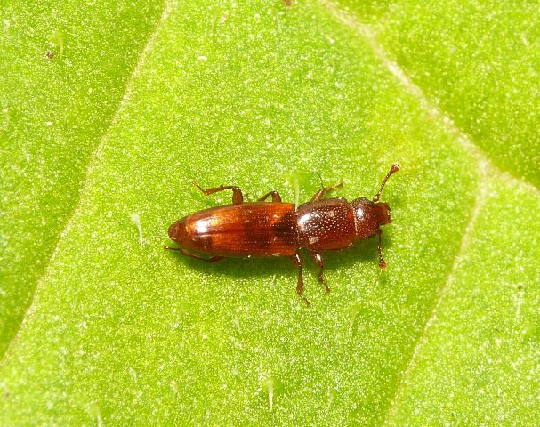 Rhizophagus perforatus Erichson, 1845 &copy; Dick Belgers