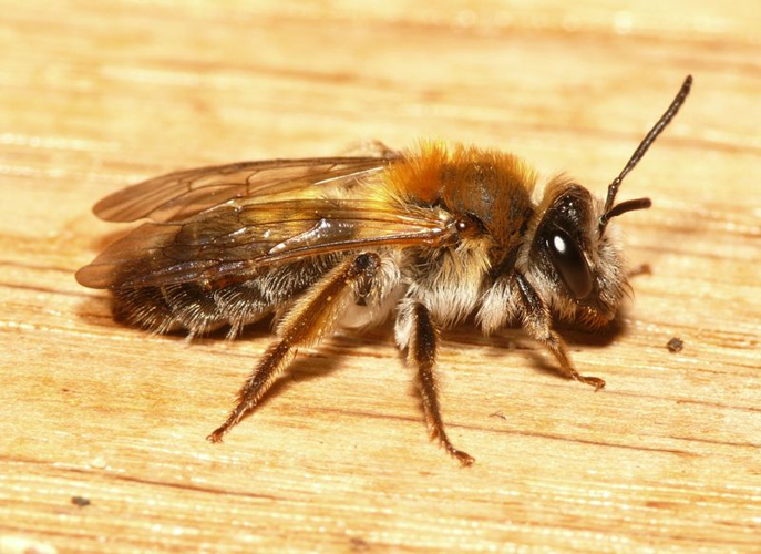 Andrena synadelpha Perkins, 1914 &copy; Dick Belgers