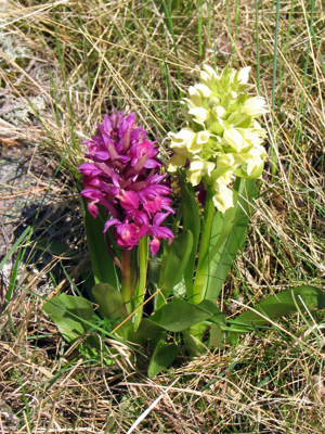 Dactylorhiza sambucina - Flickr 003.jpg © Kriko L from Finland